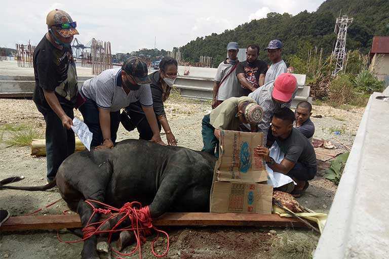 Sekwan dan Anggota DPR Papua Beri Bantuan Hewan Qurban