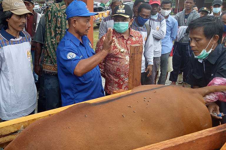 Pemkab Keerom bantu bibit sapi