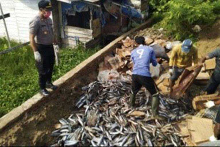 pemusnahan ikan yang busuk di merauke